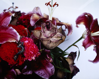 Flowers and Jamorinsky, Tokyo, 2005 – print by Nobuyoshi Araki – OstLicht