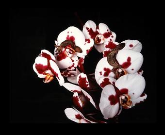 Flowers and Jamorinsky, Tokyo, 2005 – print by Nobuyoshi Araki – OstLicht